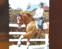 Dressurpferd Capitano 89 (Deutsches Reitpony, 2012, von FS Cracker Jack)