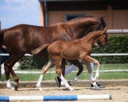 Springpferd Nabalou (Bayer, 2019, von Now Or Never M)