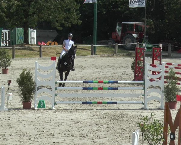 Reitturnier Bad Rothenfelde 2016