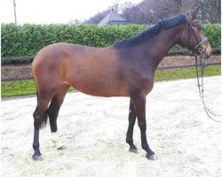 broodmare Brisbaine S (Westphalian, 2015, from Balous Bellini)