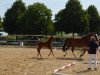 dressage horse Rose Gold (German Sport Horse, 2019, from Morricone)