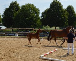 dressage horse Rose Gold (German Sport Horse, 2019, from Morricone)