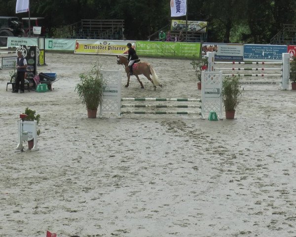 Reitturnier Bad Rothenfelde 2016