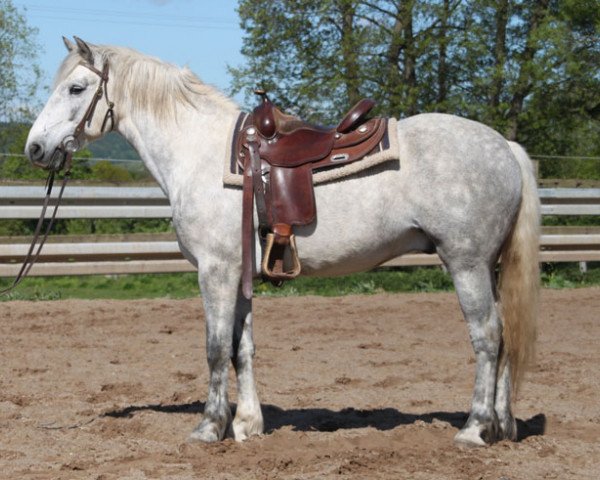 Pferd Runner (Connemara-Pony, 2013)
