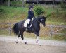 dressage horse Desimo (Hanoverian, 2008, from Don Frederico)