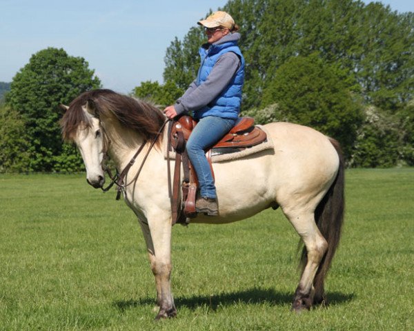 Pferd Ollie (Connemara-Pony, 2015)