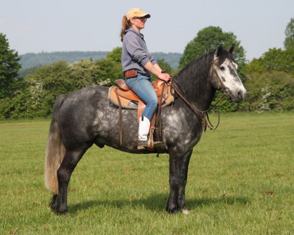 Pferd Jojo (Connemara-Pony, 2014)