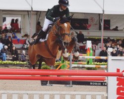 jumper Annchen 11 (German Warmblood, 2006, from Carlando I)