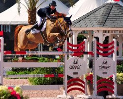 jumper Finally Z (Zangersheide riding horse, 2010, from Figaro de La Vie)