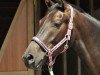 dressage horse Farodin T (Westphalian, 2017, from Fürst von Soest)