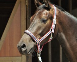 dressage horse Farodin T (Westphalian, 2017, from Fürst von Soest)