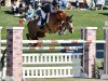 Deckhengst Billy Mexico (Anglo Europäisches Sportpferd, 2005, von Cevin Z)