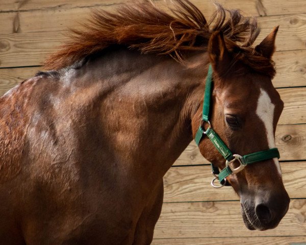 horse Esprit S (German Riding Pony, 2003, from Park's Taron)