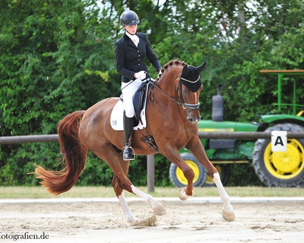 dressage horse Bravissimo 12 (Hanoverian, 2012, from Belissimo NRW)