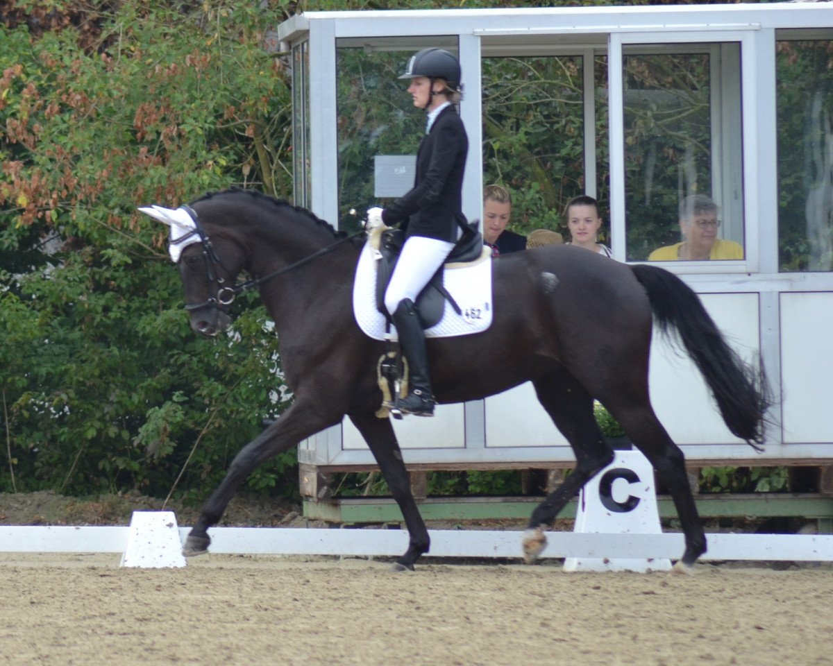broodmare Serafine Royal H (Westphalian, 2012, from Sandoro)