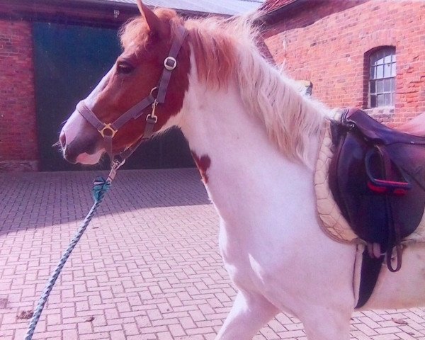 dressage horse Summer (German Riding Pony, 2016, from Chantre 31)