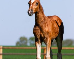 dressage horse Baron‘s Stardust (Westphalian, 2019, from Baron)