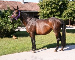 broodmare Crisby (Hanoverian, 1998, from Consul)