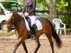 dressage horse Eikenhorst's Larissa (New Forest Pony, 2013, from Samba Boy)