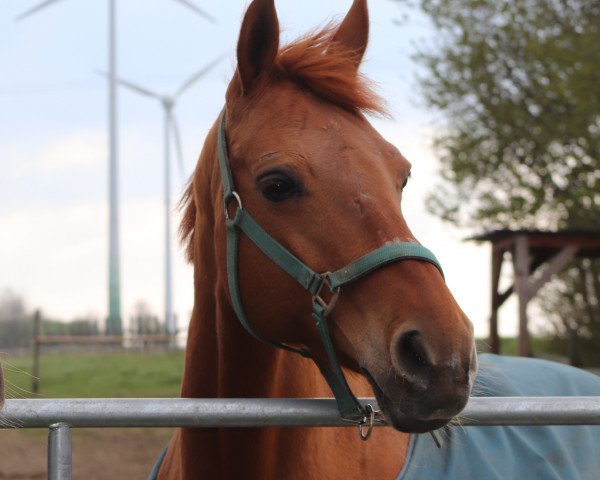 broodmare Eiline (Westphalian, 2000, from Ehrentanz I)