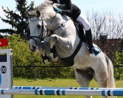 stallion Mr. Blue Eye (Holsteiner, 2008, from Cassini I)