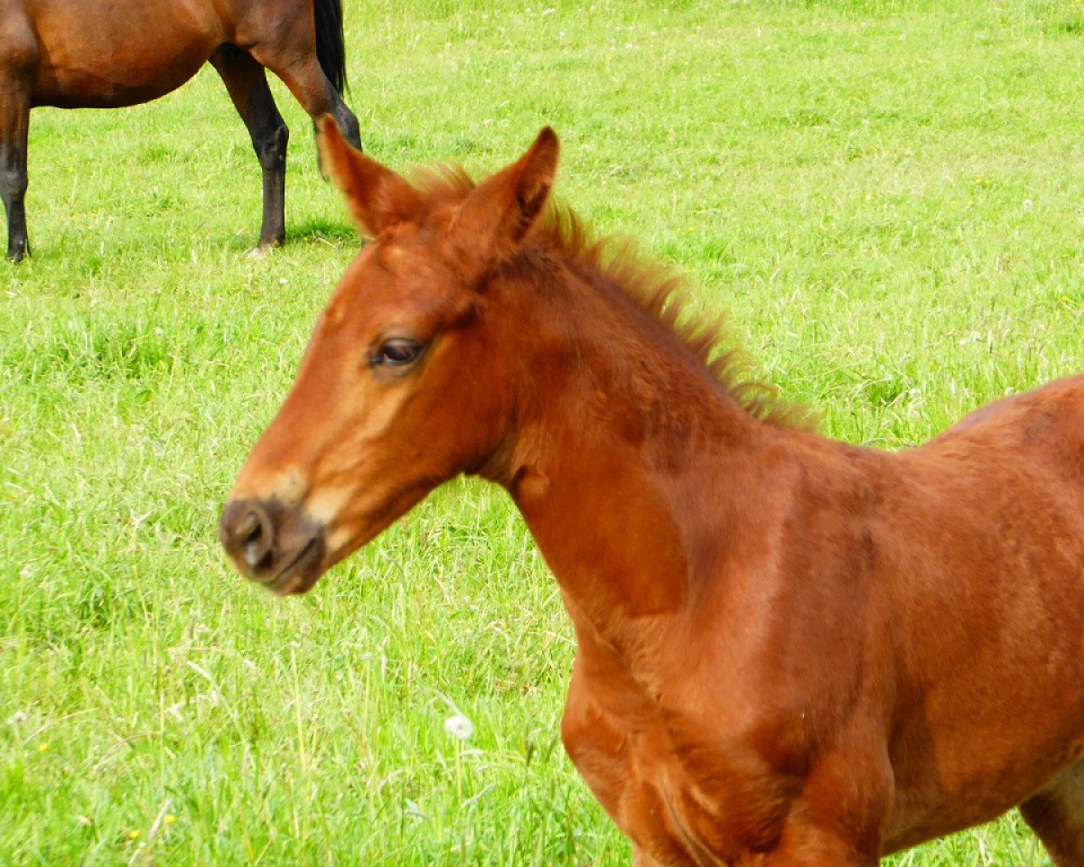 dressage horse Boris II TS (Westphalian, 2019, from Blue Hors Baron)