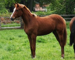 dressage horse Bailadora von Hoxfeld (Westphalian, 2018, from Blue Hors Baron)