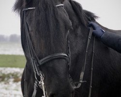 dressage horse Destino für Bärenherz (Friese, 2005, from Rik 396)