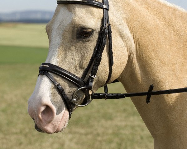 horse Vourazy (Belgian Riding Pony, 1995, from Plein d'Espoir IV)