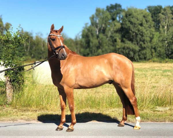 Dressurpferd Dance with me S (Deutsches Reitpony, 2014, von Dimension AT NRW)