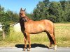 dressage horse Dance with me S (German Riding Pony, 2014, from Dimension AT NRW)