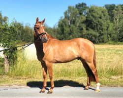 dressage horse Dance with me S (German Riding Pony, 2014, from Dimension AT NRW)