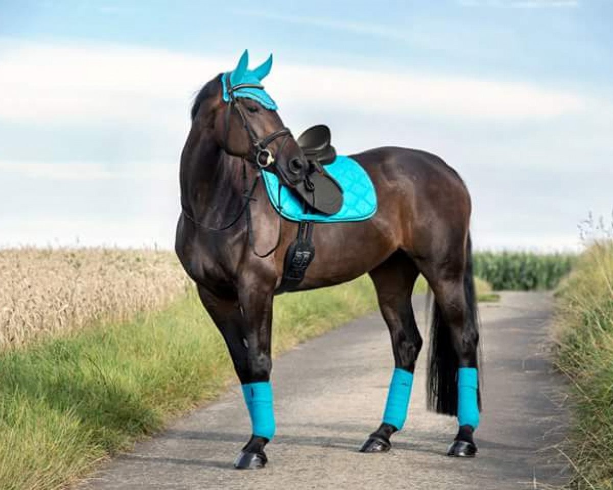 dressage horse Her Highness 12 (Hanoverian, 2005, from His Highness)