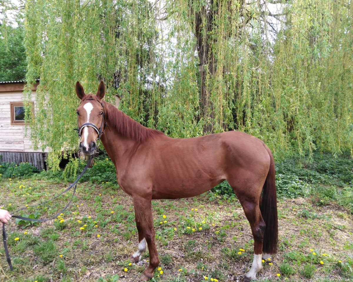broodmare Quinea (German Sport Horse, 2006, from Quaterman I)