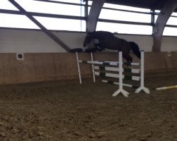 dressage horse Dane Cook (Hanoverian, 2014, from Destano)