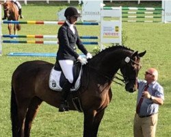 dressage horse Rachmaninov (Oldenburg, 2011, from Rohdiamant)