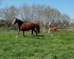 broodmare Queen (German Riding Pony,  , from Quintus)