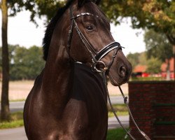 broodmare Little Josephine (Oldenburg, 2012, from Glock's Johnson Tn)