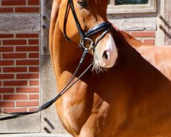 dressage horse Fire Vox (Hannoveraner, 2015, from Fidertanz)