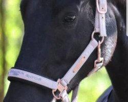 dressage horse Totally Black (Oldenburg, 2012, from Totilas)