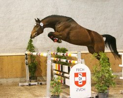 Springpferd Cassillo PZM (Schweizer Warmblut, 2011, von Cassilano)