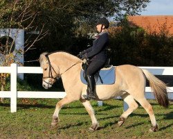 broodmare Montanas Cikorie (Fjord Horse, 2014, from Trollfin)