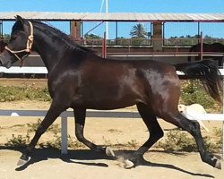 horse Bulleria (Hispano, 2017)