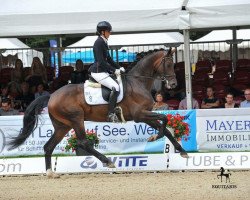 dressage horse Duca Germanio (Oldenburg, 2014, from Dante Weltino Old)