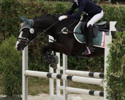 dressage horse Kantaro 5 (German Riding Pony, 2006, from Top Karetino)