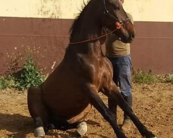 Pferd EMBRUJO (Pura Raza Espanola (PRE), 2011)