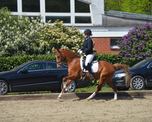 dressage horse Corrado 136 (German Riding Pony, 2009, from Cyriac WE)