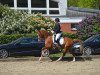 dressage horse Corrado 136 (German Riding Pony, 2009, from Cyriac WE)