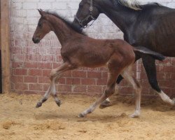 broodmare Zavannah Dream (Hanoverian, 2019, from Zinedream)