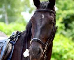 Pferd Lando (Sächs.-Thür. Schweres Warmbl., 2011, von Laurin)